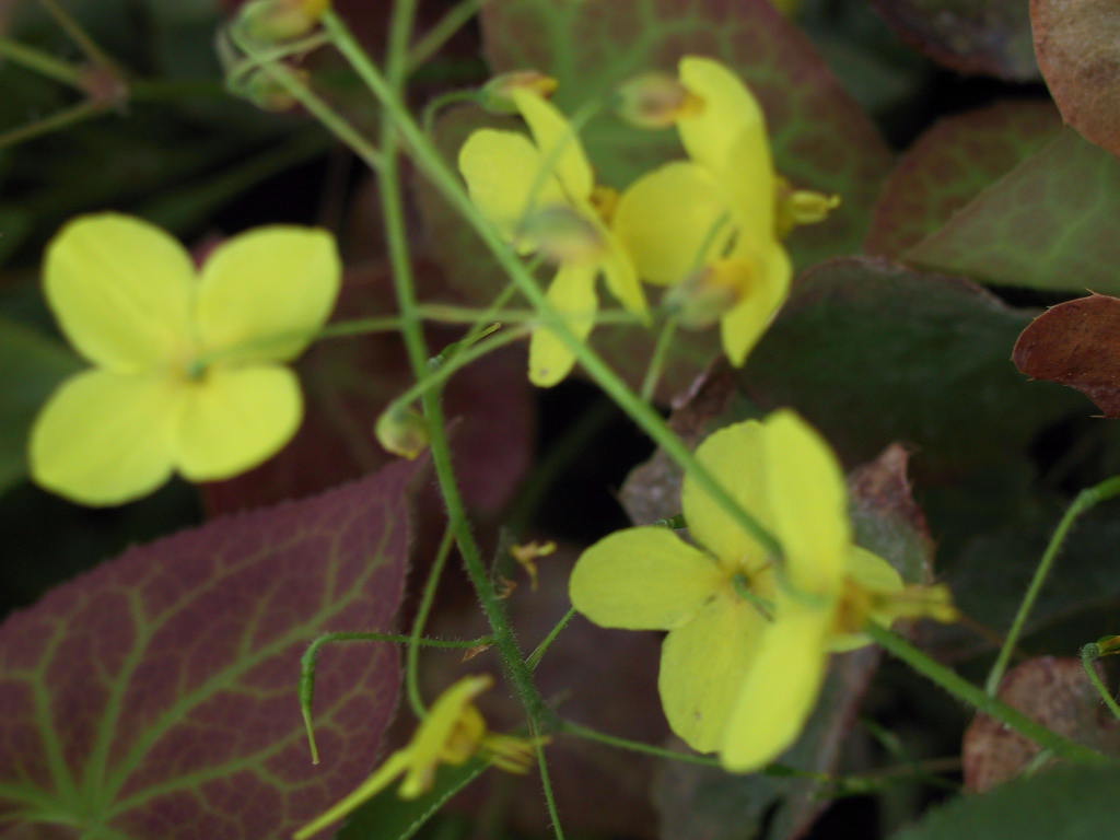 Epimedium perralderianum Frohnleiten - unscharf.jpg